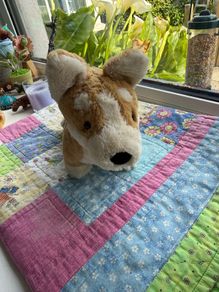 jellycat