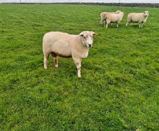 Pure bred Galway ram