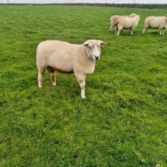 Pure bred Galway ram