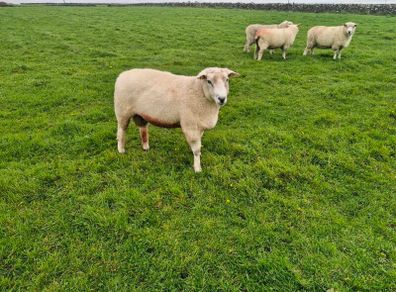 Pure bred Galway ram
