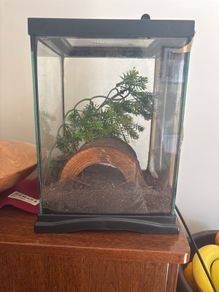 Terrarium for praying mantis / stick insect