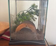 Terrarium for praying mantis / stick insect