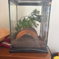 Terrarium for praying mantis / stick insect