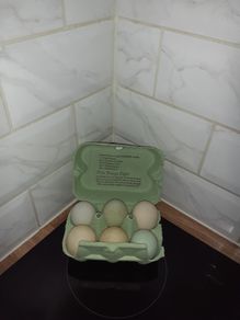 Indian runner hatching eggs