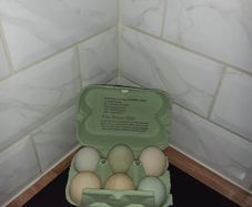 Indian runner hatching eggs