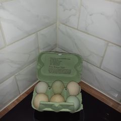 Indian runner hatching eggs