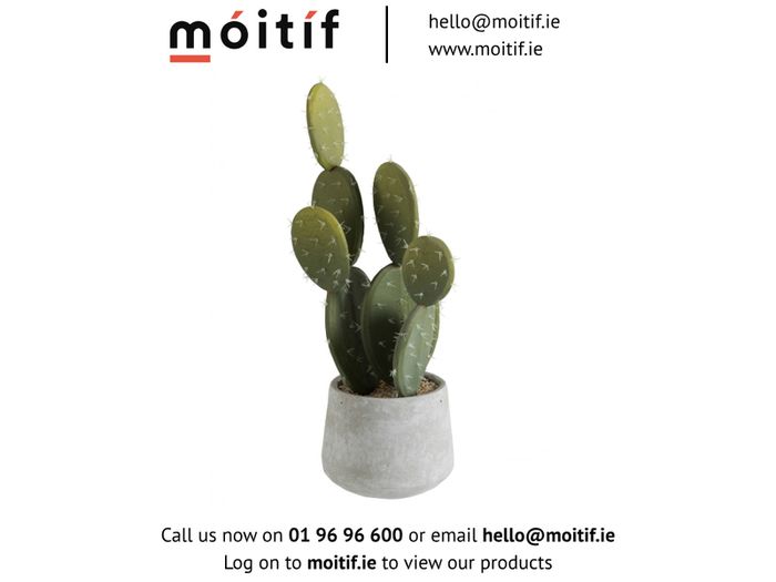 Small Cactus Plant