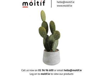 Small Cactus Plant