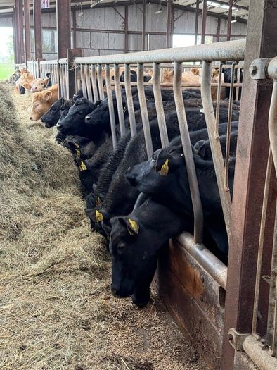 15 super Aberdeen Angus heifers