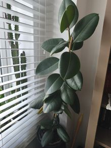 Ficus Abijan.