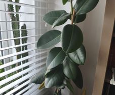 Ficus Abijan.