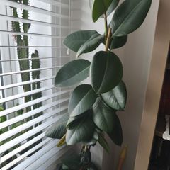 Ficus Abijan.