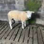 Selection of hogget rams Image 8
