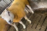 Beltex Hogget &amp; Ram lambs