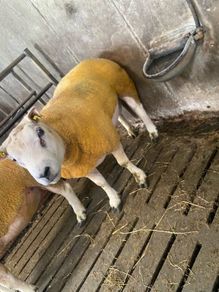 Beltex Hogget & Ram lambs
