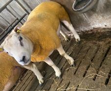 Beltex Hogget & Ram lambs
