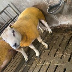 Beltex Hogget & Ram lambs