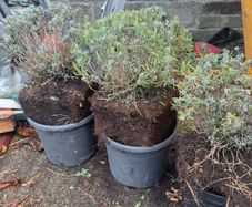 Lavender Plants