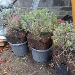 Lavender Plants