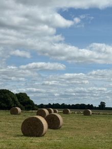 hay