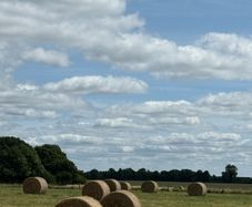 hay