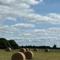 hay