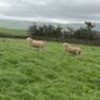 Wicklow Cheviot shearling Image 3