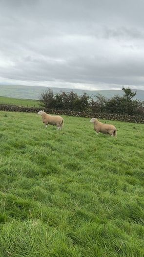 Wicklow Cheviot shearling