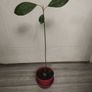 Avocado Tree Image 7