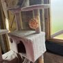 cat house Image 3