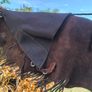 Leather chaps/chinks Image 7