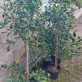 Holly trees Image 3
