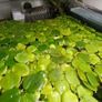 Ramshorn snails and floating plants Image 6