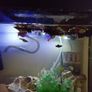 guppies and mollies for adoption Image 5