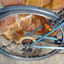 Bargin Ladies Bicycle Image 5