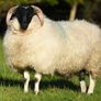 Perth / Scotch Blackface Ram Lambs Image 5