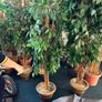 decorative trees Image 3