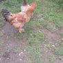 Roosters ( FREE) Image 3