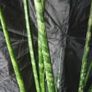 random Image 2