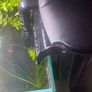 Fish aquarium ADA Image 2