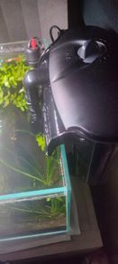 Fish aquarium ADA