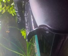 Fish aquarium ADA