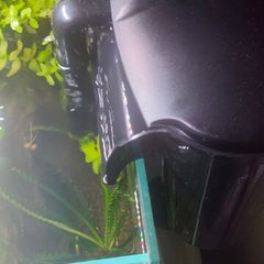 Fish aquarium ADA