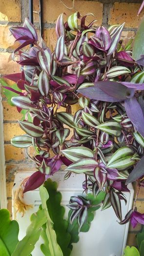 Trailing plants. Mature and young.