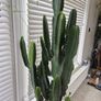 Very Tall Euphorbia ingens / eritrea (Candelabra Tree / Cowboy Cactus) Image 2