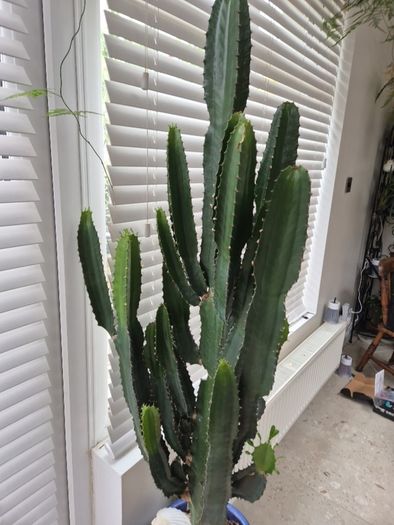 Very Tall Euphorbia ingens / eritrea (Candelabra Tree / Cowboy Cactus)