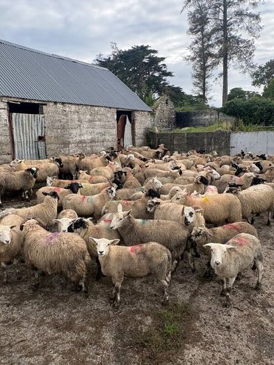 120 store lambs (32-37kg)
