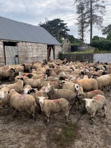 120 store lambs (32-37kg)