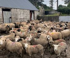 120 store lambs (32-37kg)