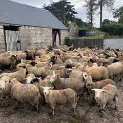 120 store lambs (32-37kg)